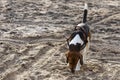 Estonian Hound Dog in a city park. Royalty Free Stock Photo