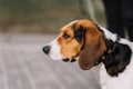 Estonian Hound dog outdoor close up portrait at cloudy day