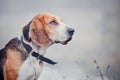 Estonian Hound Royalty Free Stock Photo