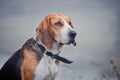 Estonian Hound Royalty Free Stock Photo