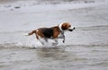 Estonian Hound dog outdoors on a cloudy day in the water