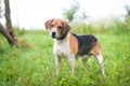 Estonian hound portrait