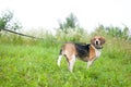 Estonian hound portrait