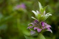 Estragon herb Garden purple flower. Blossom. On the background with green herbs behind.Tarragon