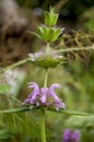 Estragon herb Garden purple flower. Blossom. On the background with green herbs behind.Tarragon Royalty Free Stock Photo