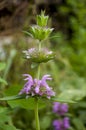 Estragon herb Garden purple flower. Blossom. On the background with green herbs behind.Tarragon Royalty Free Stock Photo