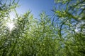 Estragon, Tarragon, Artemisia dracunculus, growing in the garden Royalty Free Stock Photo