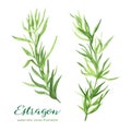 Estragon. Vector watercolor illustration Royalty Free Stock Photo