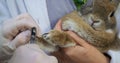 An estranged domestic rabbit sits on the hands of a veterinarian's assistant while the doctor trims the claws with