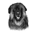 Estrela Mountain Dog, Portuguese Shepherd dog digital art illustration isolated on white background. Portugal origin guardian dog