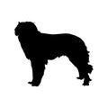 Estrela Mountain Dog Silhouette Found In Map Of Europe Royalty Free Stock Photo