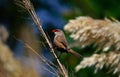 Estrilda astrild, beautiful exotic bird