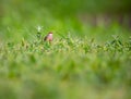 Estrilda astrild Bico-de-lacre little cute bird eating in a grass field.