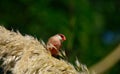 Coral beak, Estrilda astrild