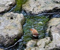 Orange-cheekedÃÂ waxbill - Estrilda melpoda Royalty Free Stock Photo