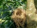 Estrildid finches nest on the branch with leaves background