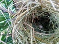 Estrildid finches nest and the egg on the branch with leaves background