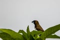 An Estrildidae sparrow or estrildid finches perched on the top of a mango tree