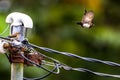 An estrildidae sparrows or estrildid finches per combed on a power and another is flying away