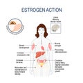 Estrogen action. Woman silhouette with highlighted internal organs Royalty Free Stock Photo