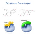 Estrogen and Phytoestrogen. receptor with hormone Royalty Free Stock Photo