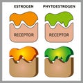 Estrogen and Phytoestrogen Receptors Royalty Free Stock Photo
