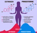 Estrogen and progesterone in balance. Infographics. Female Sex Hormones Molecule Model. Hormone and Menstrual cycle