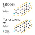 Estrogen and testosteron hormones vector chemical formulas