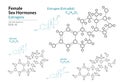 Estrogens. Estradiol, Estrone, Estriol. Female Sex Hormones. Structural Chemical Formula and Molecule Model. Line Design. Vector Royalty Free Stock Photo