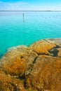 Stromatolites in Bacalar Lagoon of Mexico Royalty Free Stock Photo