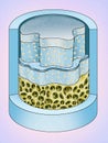 Estructura del cartilago fibroso