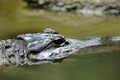 Estuarine Crocodile