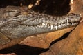 Estuarine crocodile