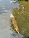 Estuarine crocodile aerial top down view Royalty Free Stock Photo