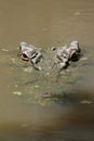 Estuarine Crocodile (Crocodylus porosus) Royalty Free Stock Photo