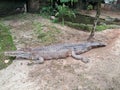 Estuarine crocodile & x28;Crocodylus porosus& x29; basking in its enclosure