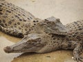 Estuarine Crocodiles at Cairns Crocodile Farm Royalty Free Stock Photo