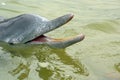 Estuarine Dolphin