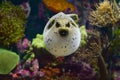 estuarine and sea puffer fish from the order Tetraodontiformes Royalty Free Stock Photo