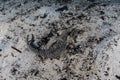 Estuarine Seahorse on Sand in Papua New Guinea