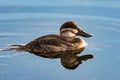 Estuary birds following their Autumn routines Royalty Free Stock Photo