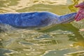 Estuary dolphin in Tin Can Bay, Australia