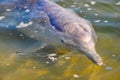 Estuary dolphin in Tin Can Bay, Australia