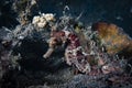 Estuary Seahorse Hippocampus kuda Royalty Free Stock Photo