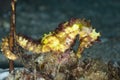 Estuary Seahorse Hippocampus kuda Royalty Free Stock Photo