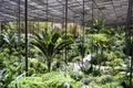 Estufa Fria greenhouse in Lisbon Royalty Free Stock Photo