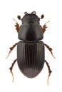 Esymus pusillus