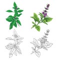 Et of color and outline images of a thai basil.