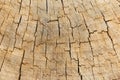 Etched & Cracked Natural Wooden Surface With Etched & Cracked Natural Wooden Surface With Destinctive Pattern Pattern Royalty Free Stock Photo