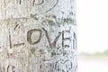 Etched love on tree , the word